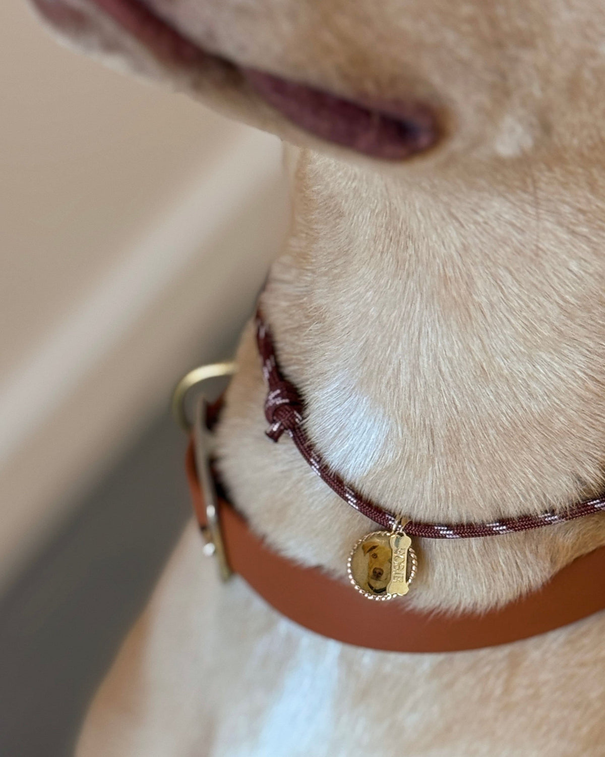 A dog wearing the engraved Dog Bone Signet Charm on its collar.